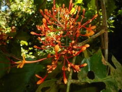 Saraca
