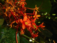 Saraca
