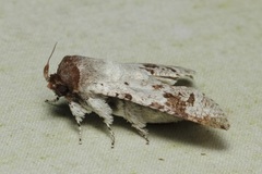 Cossus cinereus