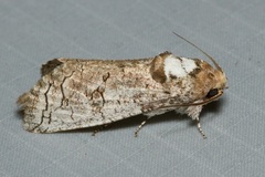 Isocossus vandeldeni