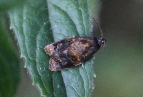 Red-barred Tortrix