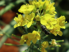 Betasyrphus serarius