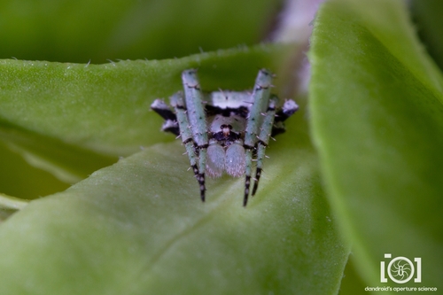 Humpbacked Orbweaver photo 5