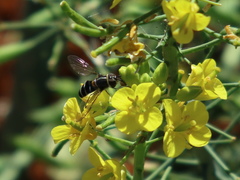 Betasyrphus serarius