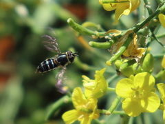 Betasyrphus serarius