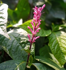 Odontonema callistachyum