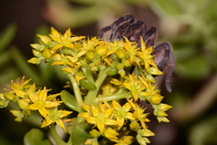 Dugesiella anitahoffmannae