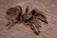 Dugesiella anitahoffmannae