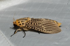 Bergaris lutescens