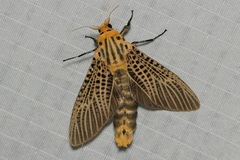 Bergaris lutescens