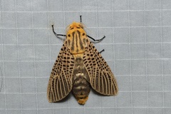 Bergaris lutescens
