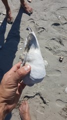 Zalophus californianus
