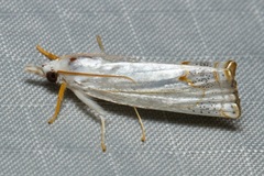 Eschata