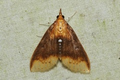 Lipararchis tranquillalis