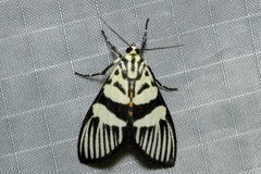 Heortia vitessoides