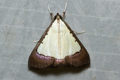Pitama hermesalis