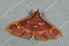 Pyrausta cruoralis