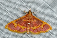 Pyrausta cruoralis