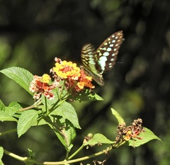 Graphium macfarlanei