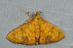 Pyrausta ochracealis