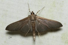 Coptobasis
