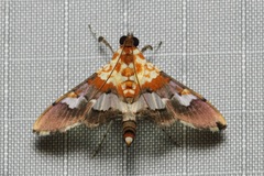 Aetholix flavibasalis