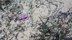 Astragalus magdalenae