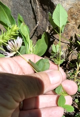 Trifolium latifolium