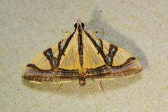 Agrioglypta excelsalis