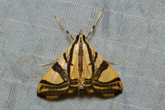 Agrioglypta excelsalis