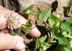 Trifolium latifolium