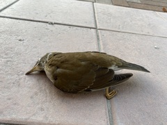 Turdus pallidus