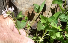 Trifolium latifolium