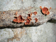 Anthracophyllum