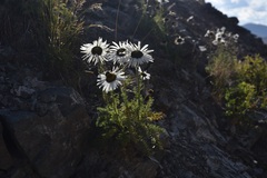 Tanacetum changaicum