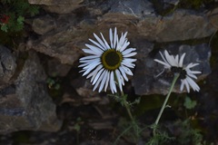 Tanacetum changaicum