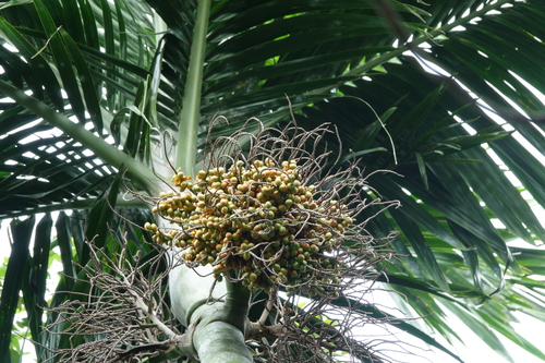 Cyphophoenix nucele thumbnail