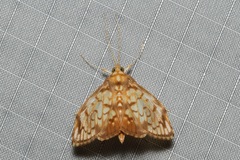 Neoanalthes pseudocontortalis