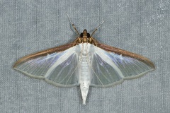 Cydalima laticostalis