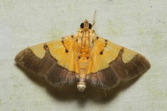 Endocrossis flavibasalis