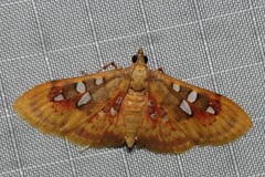 Sameodes pictalis