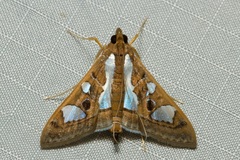 Glyphodes bivitralis