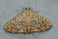 Glyphodes pulverulentalis