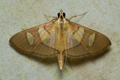 Glyphodes crithealis