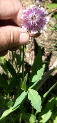 Trifolium eriocephalum