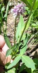 Trifolium eriocephalum