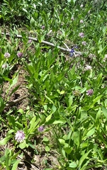 Trifolium eriocephalum