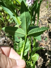 Trifolium eriocephalum