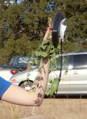 Matelea cynanchoides