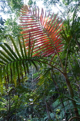 Chambeyronia divaricata